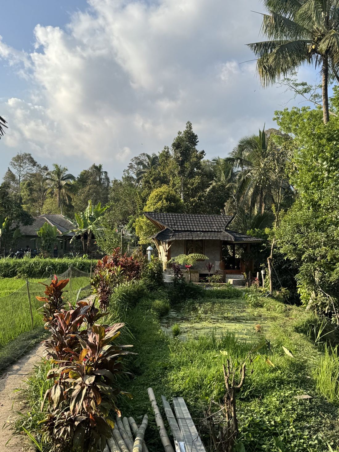 Rice fields and a cottage in Tetebatu, Lombok